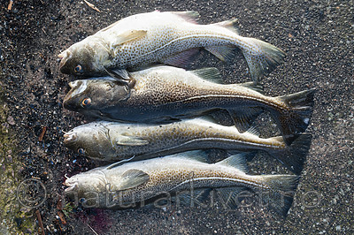 BB 10 0499 / Gadus morhua / Torsk